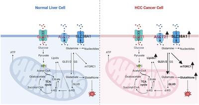 Glutamine metabolic reprogramming in hepatocellular carcinoma